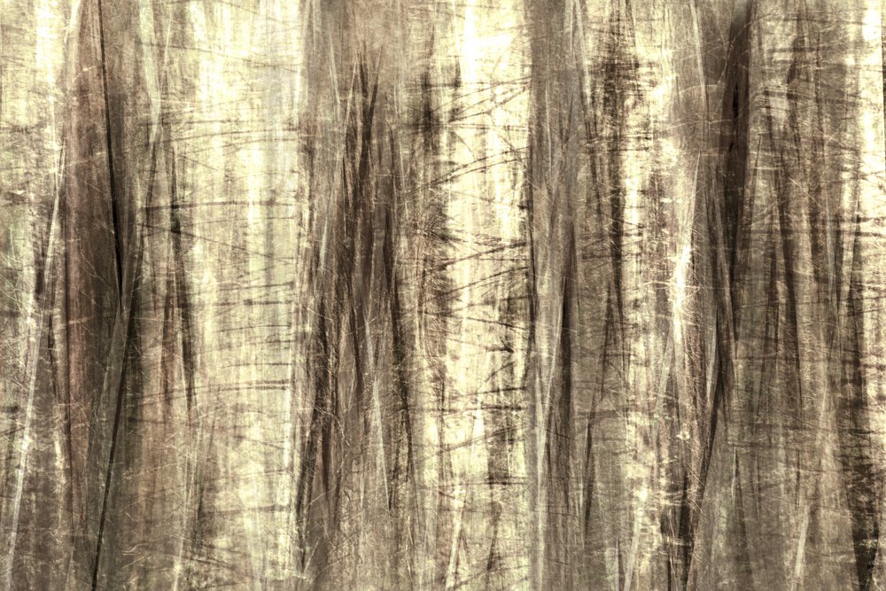 Líneas del bosque de ensueño de Christina Sillen