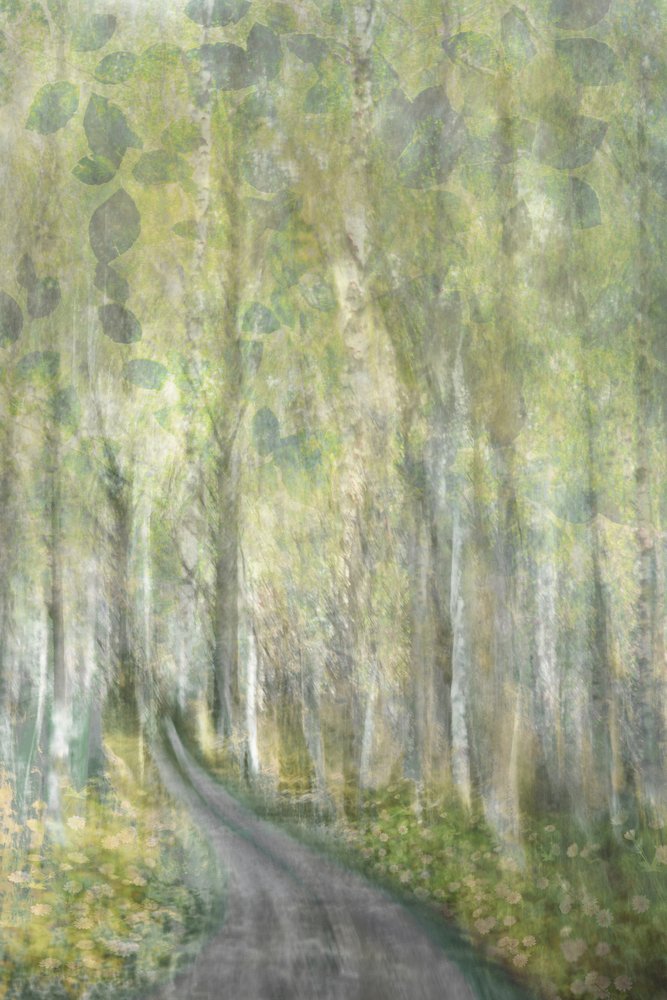 Sendero de ensueño por el bosque de Christina Sillen