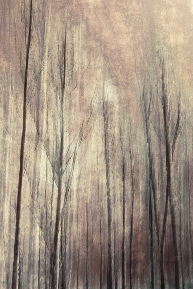 Árboles de un bosque de ensueño de Christina Sillen