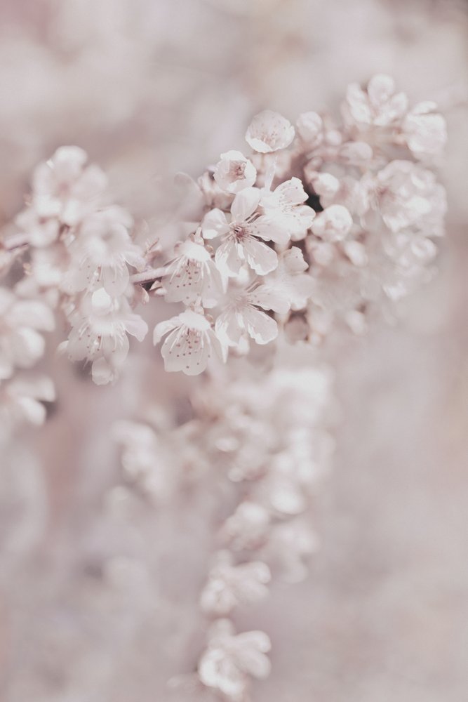 Flores rosas de ensueño de Christina Sillen