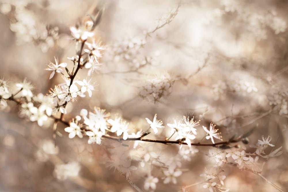 Flores blancas de ensueño de Christina Sillen
