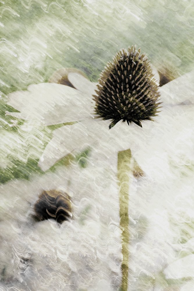 Echinacea blanca de ensueño de Christina Sillen