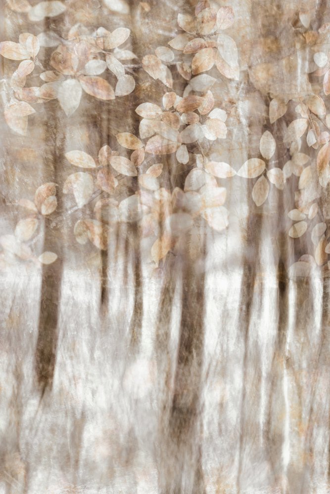 Hojas de bosque de ensueño de Christina Sillen