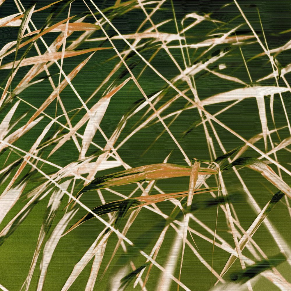 La belleza dinámica de la naturaleza de Christina Sillen