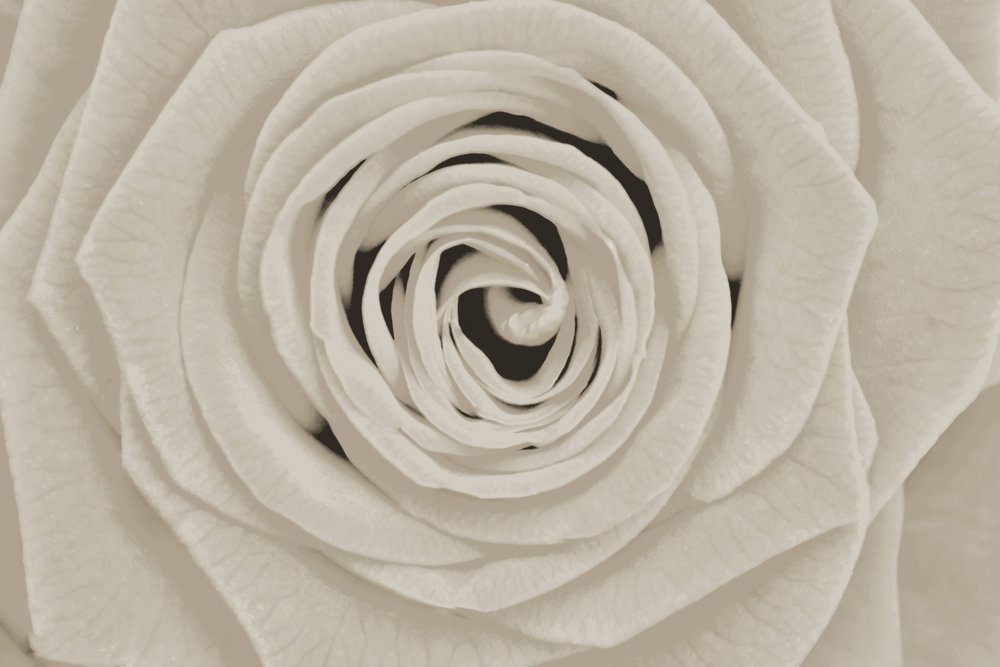 Elegante rosa blanca de Christina Sillen