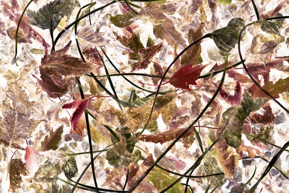 Hoja otoñal etérea de Christina Sillen
