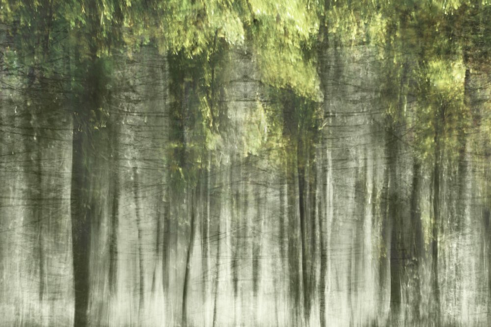 Luz del bosque etéreo de Christina Sillen