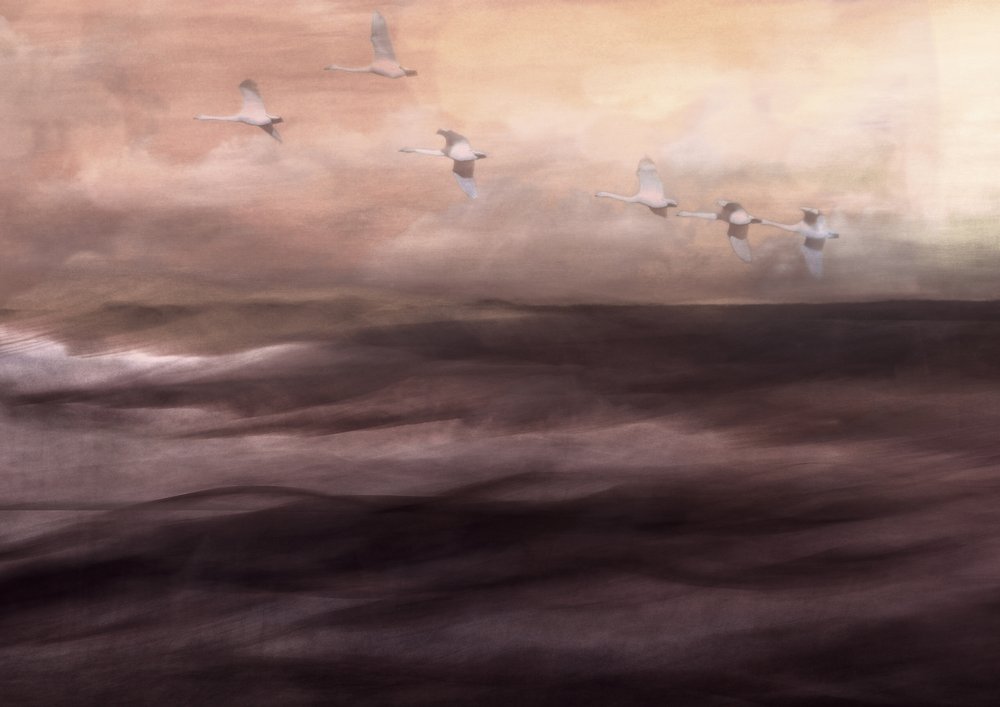 El vuelo etéreo del cisne de Christina Sillen
