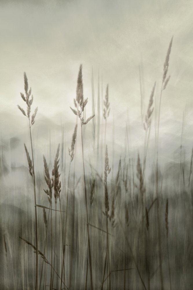  de Christina Sillen