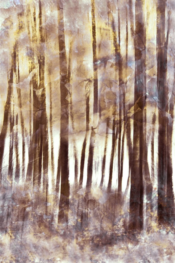 Bosque invernal etéreo de Christina Sillen