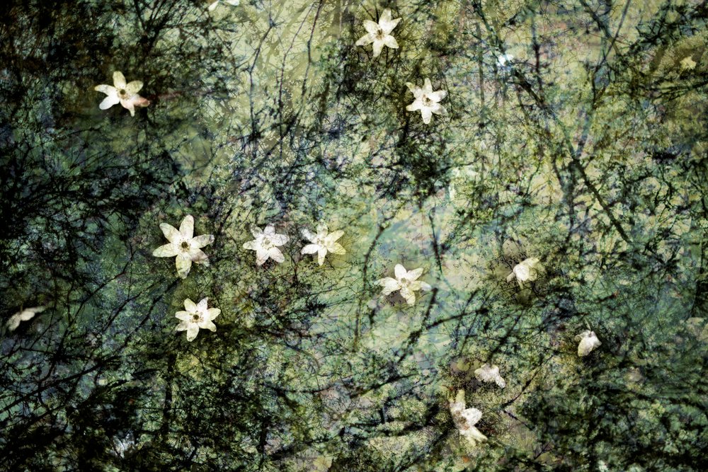 Flores blancas flotantes de Christina Sillen