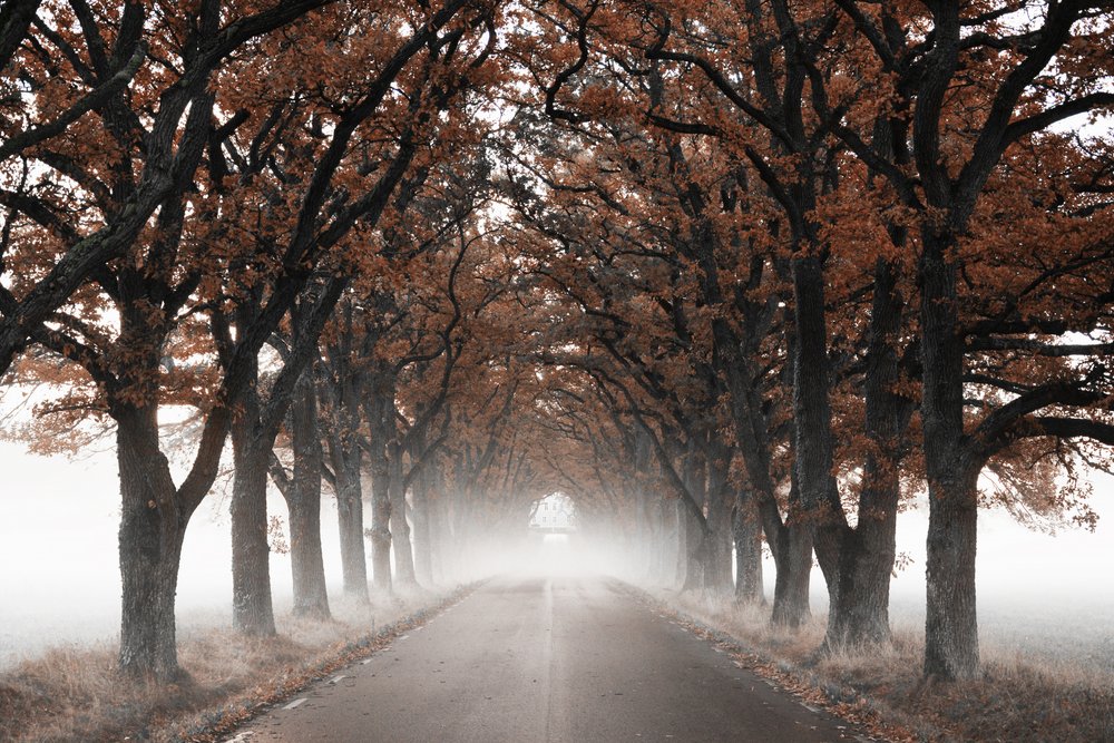 Túnel de árboles en otoño envuelto en niebla de Christina Sillen