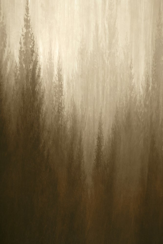 Niebla forestal de Christina Sillen