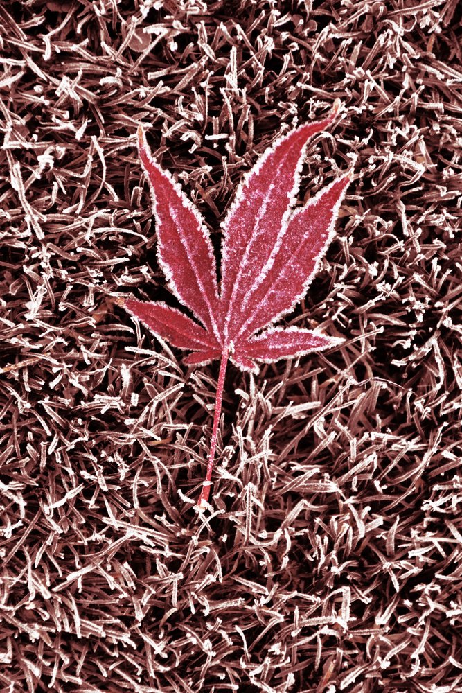 Hoja de arce roja escarchada de Christina Sillen