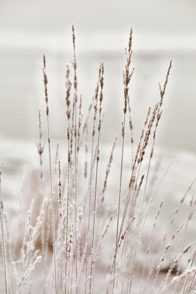 Hierba invernal cubierta de escarcha de Christina Sillen