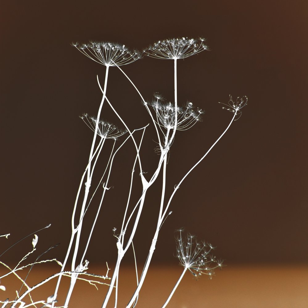 Formas botánicas luminosas de Christina Sillen