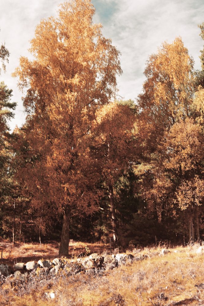 Bosque de otoño dorado de Christina Sillen