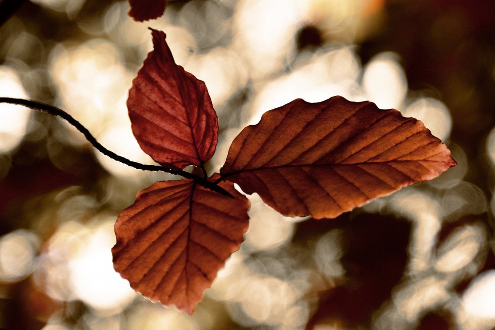 Hojas doradas de otoño de Christina Sillen