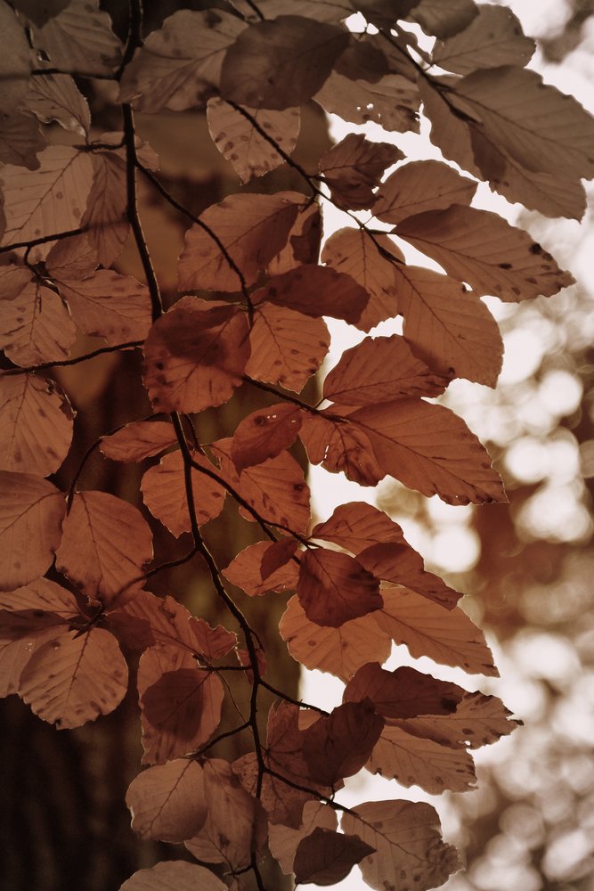 Hojas doradas de otoño de Christina Sillen