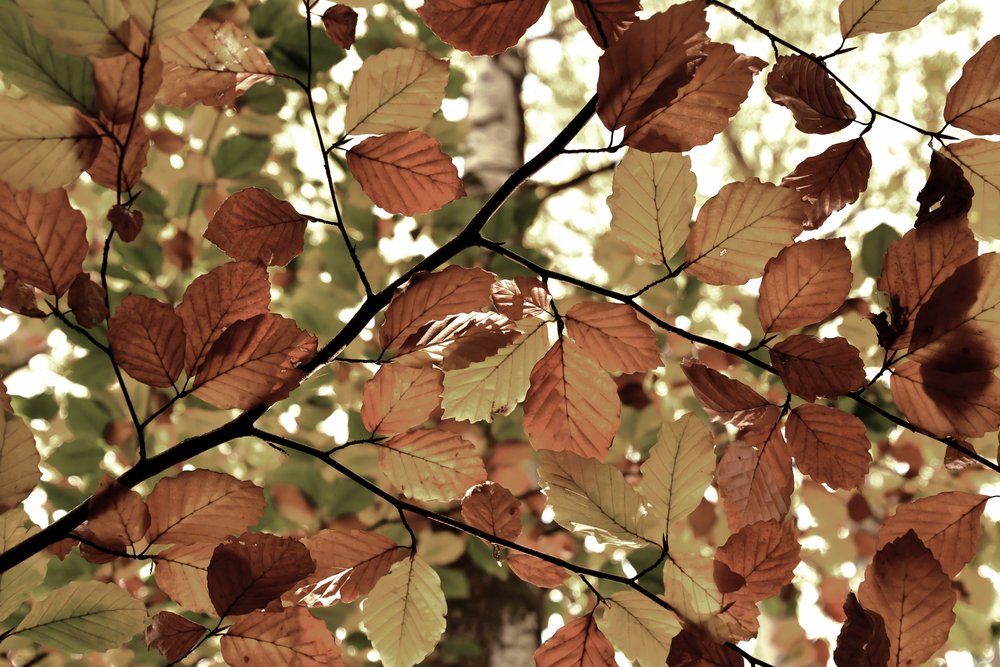 Hojas doradas de otoño de Christina Sillen