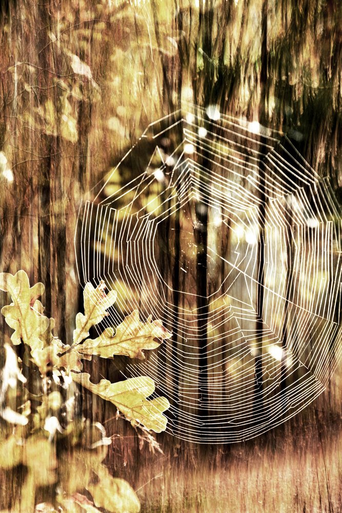 Telaraña de otoño dorado de Christina Sillen