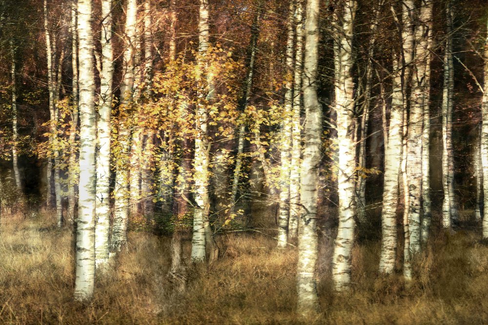 Bosque de abedules dorados de Christina Sillen