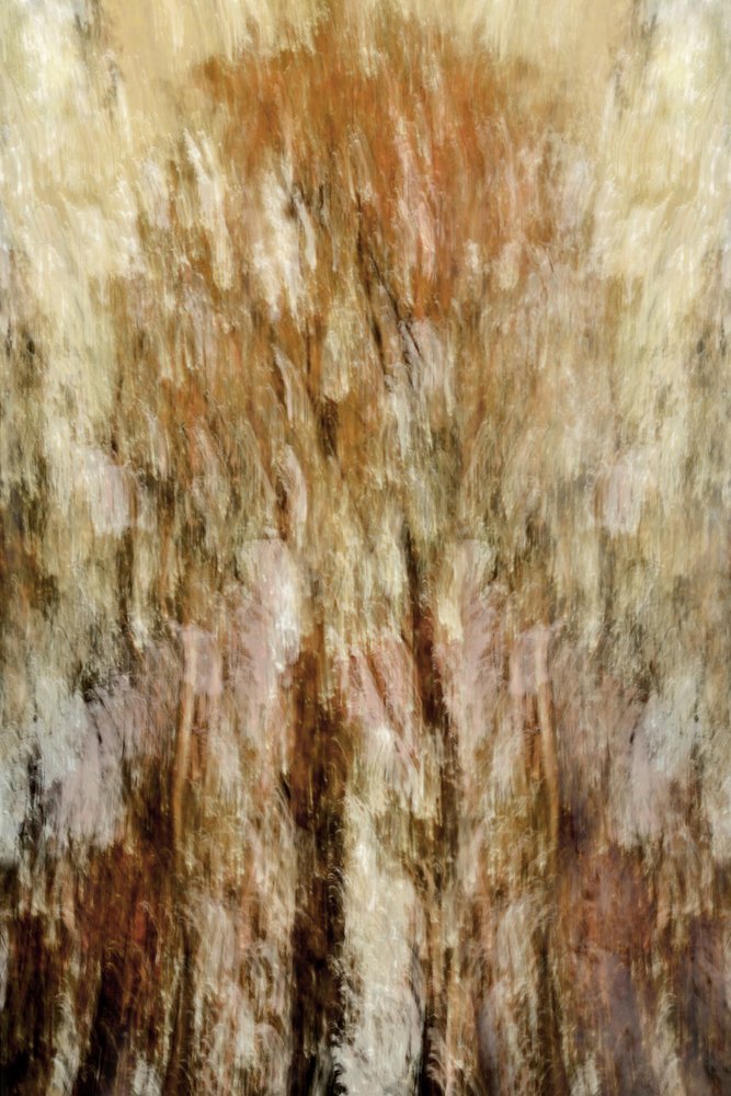Impresión del Bosque Dorado de Christina Sillen