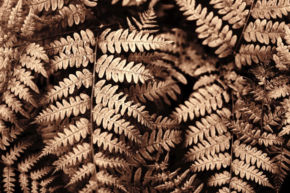 Delicados helechos en tonos sepia de Christina Sillen
