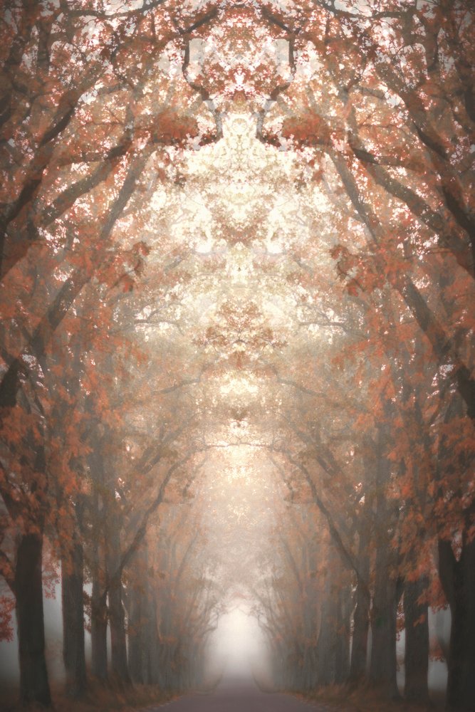 Avenida otoñal en la niebla de Christina Sillen