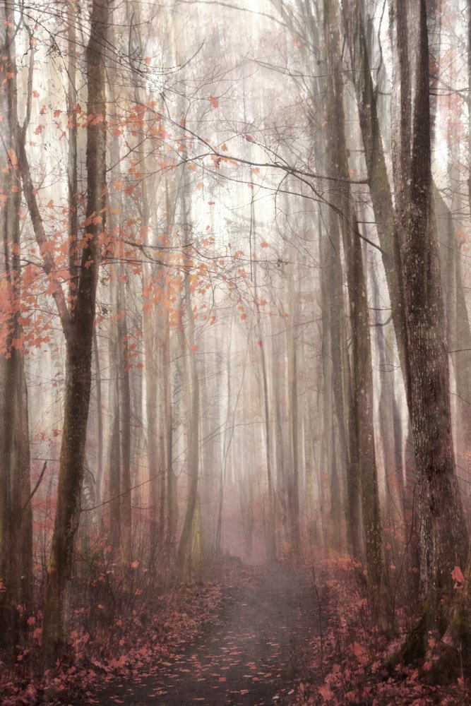 Sendero en un bosque otoñal envuelto en niebla de Christina Sillen