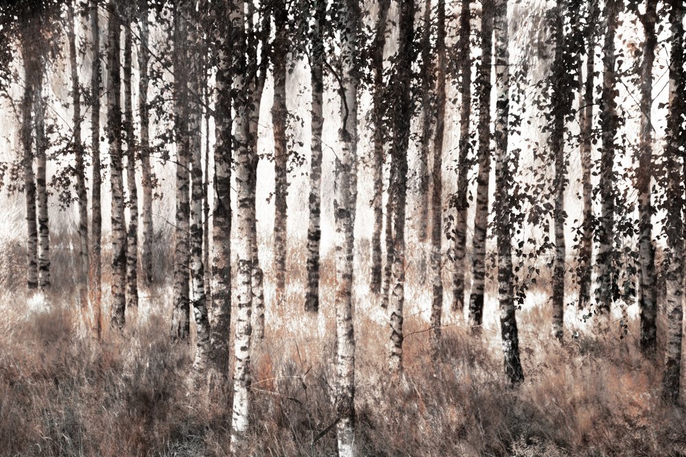 Bosque de abedules envuelto en niebla de Christina Sillen