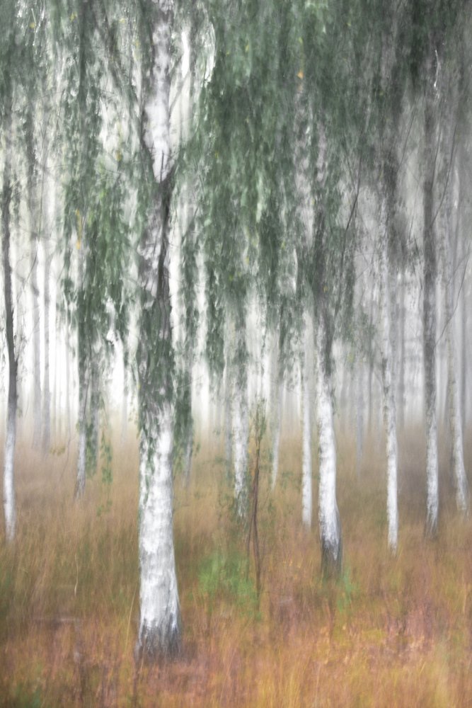 Bosque de abedules envuelto en niebla de Christina Sillen