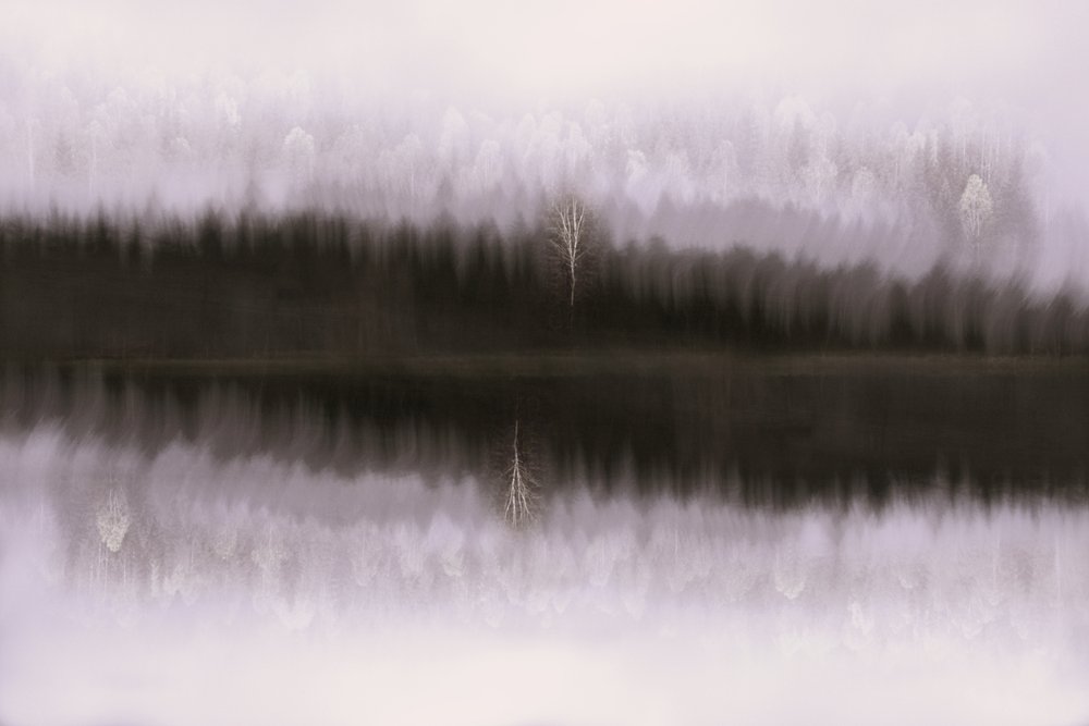 Reflejo de un abedul en la niebla de Christina Sillen