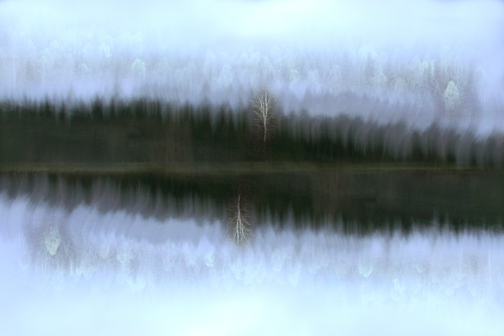 Reflejo de un abedul en la niebla de Christina Sillen