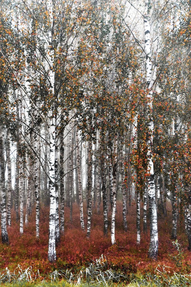 Bosque de abedules en la niebla de Christina Sillen
