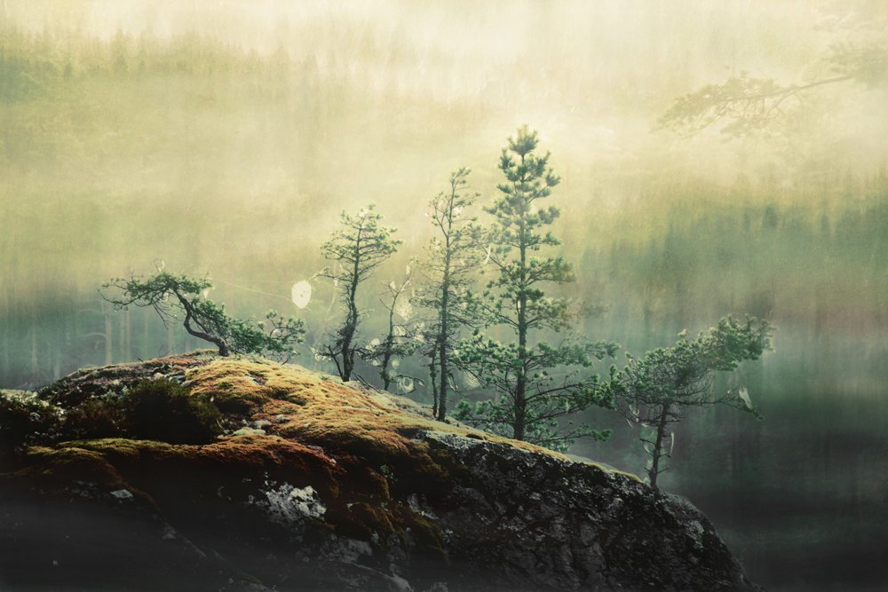 Pinos del Bosque Brumoso de Christina Sillen