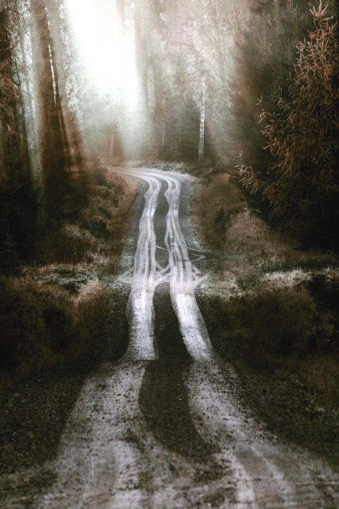 Camino del Bosque Brumoso de Christina Sillen