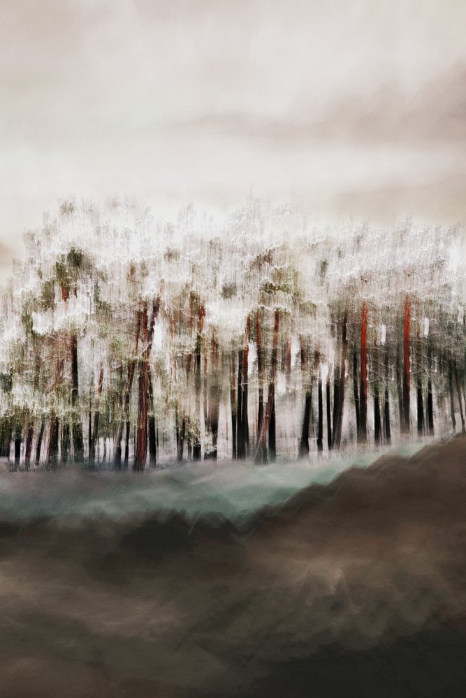 La serenidad del bosque brumoso de Christina Sillen