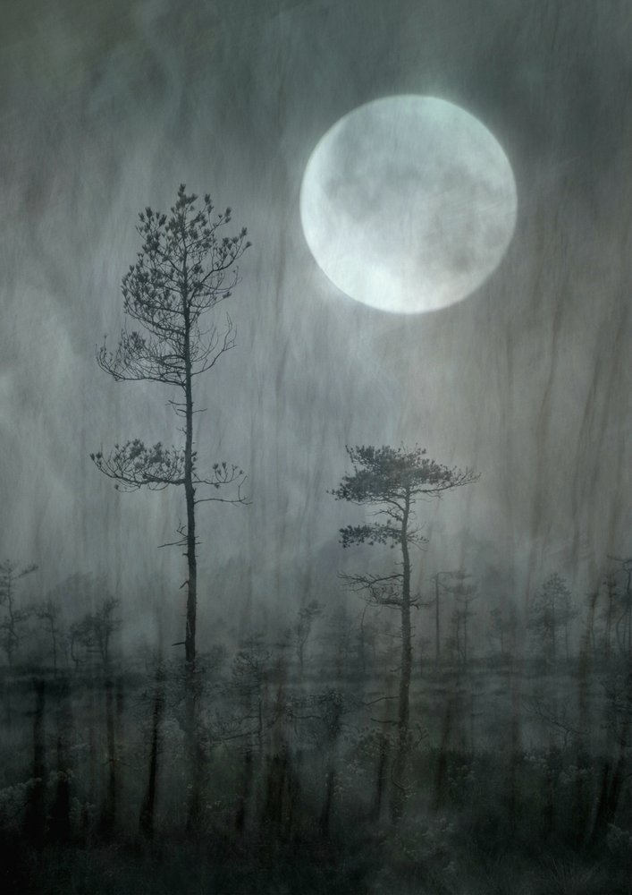 El Bosque de la Luna Brumosa de Christina Sillen