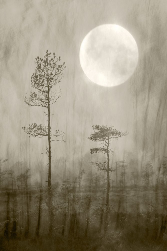 Misty Moon: Una novela de Christina Sillen