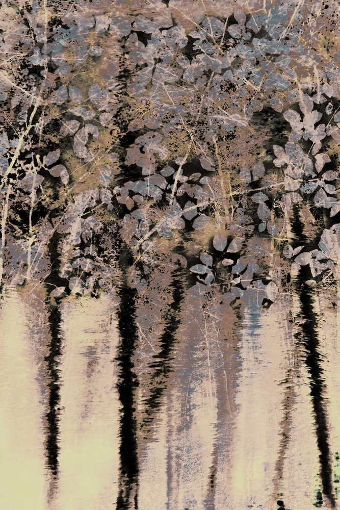 Reflexiones sobre el bosque de Moody de Christina Sillen