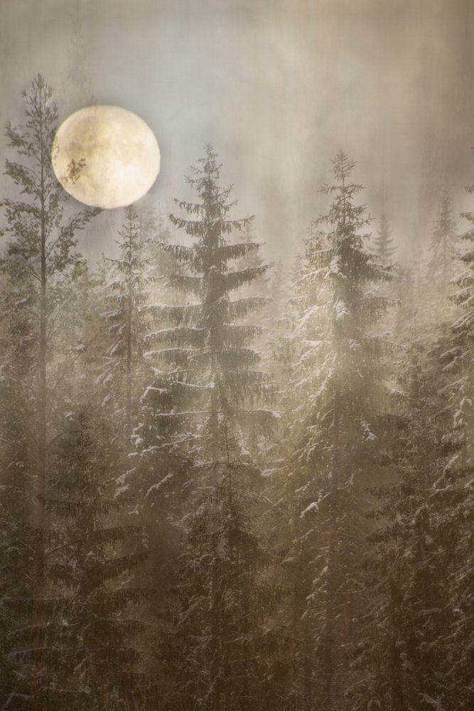 Bosque invernal a la luz de la luna de Christina Sillen