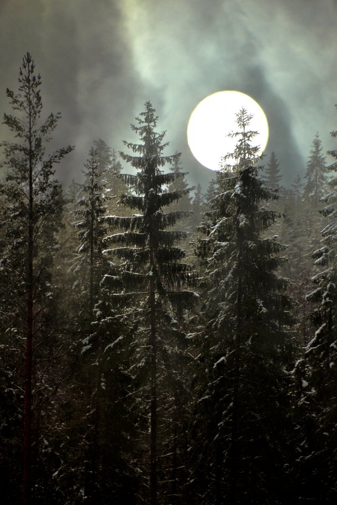 Bosque invernal a la luz de la luna de Christina Sillen