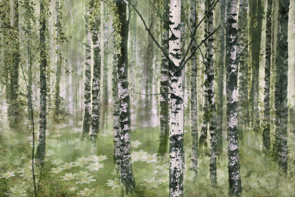 Tranquilo bosque de abedules de Christina Sillen