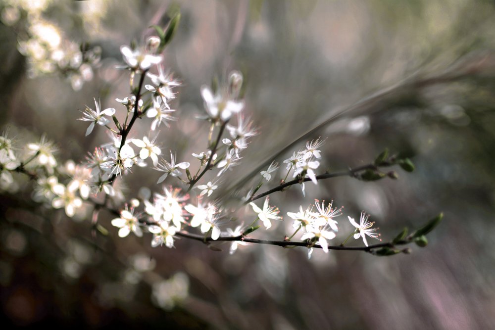 Flor de endrino de Christina Sillen
