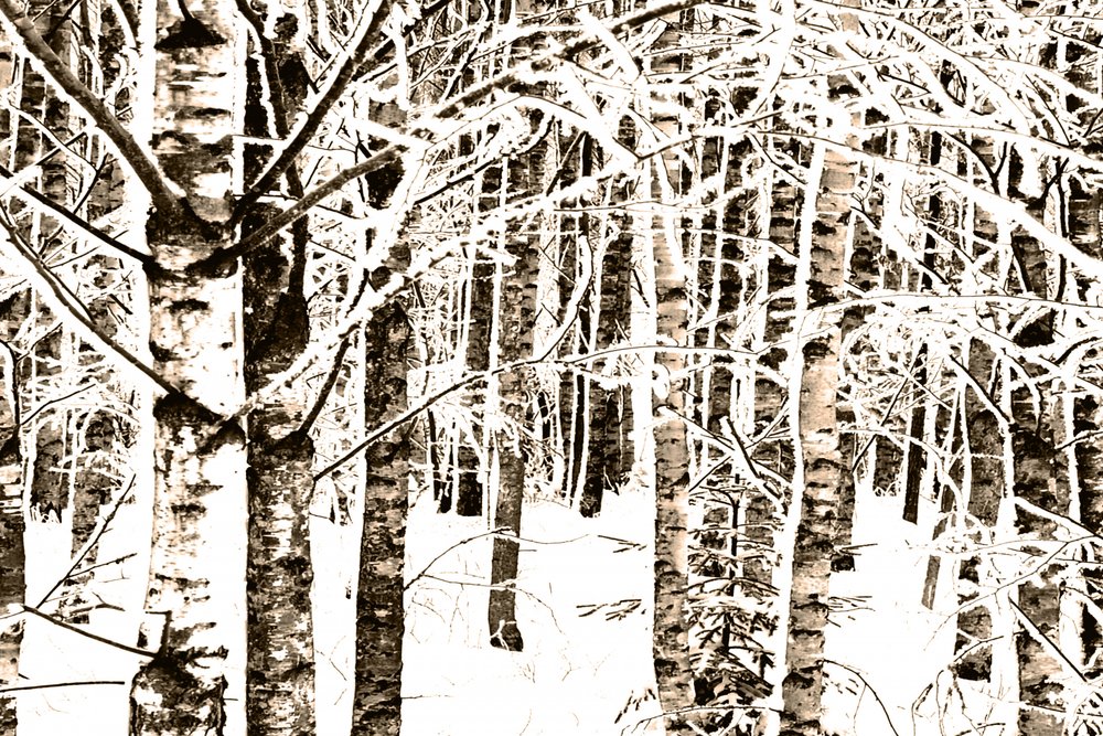 Bosque de abedules nevado de Christina Sillen