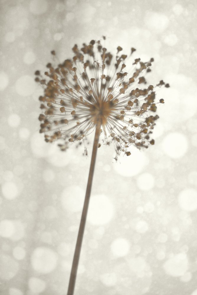 Delicada flor de Allium de Christina Sillen