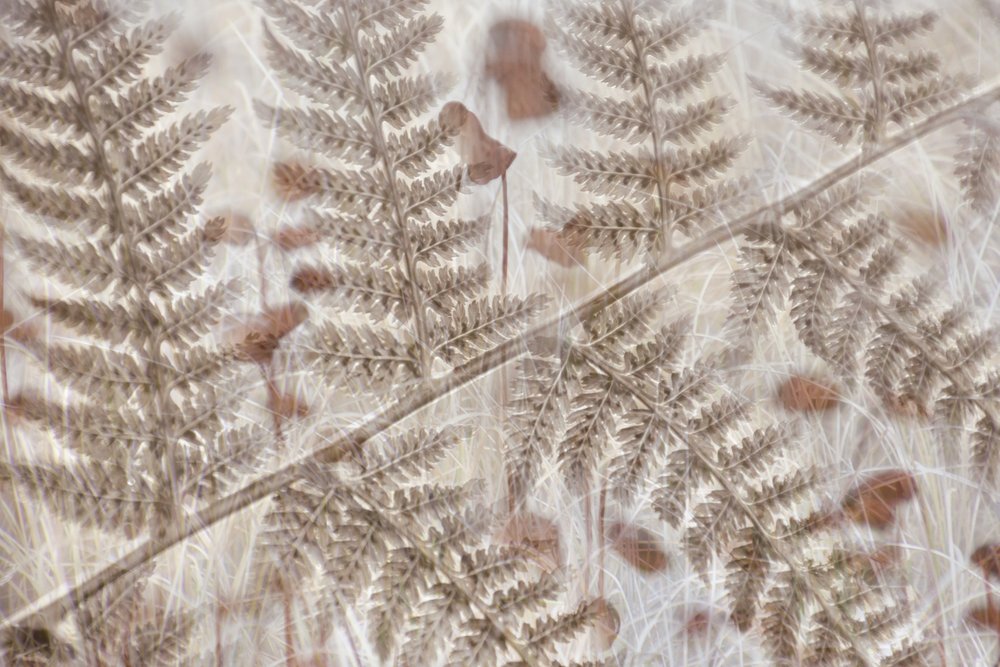Suaves helechos otoñales de Christina Sillen
