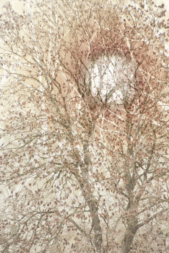 Árbol otoñal de tonos suaves de Christina Sillen