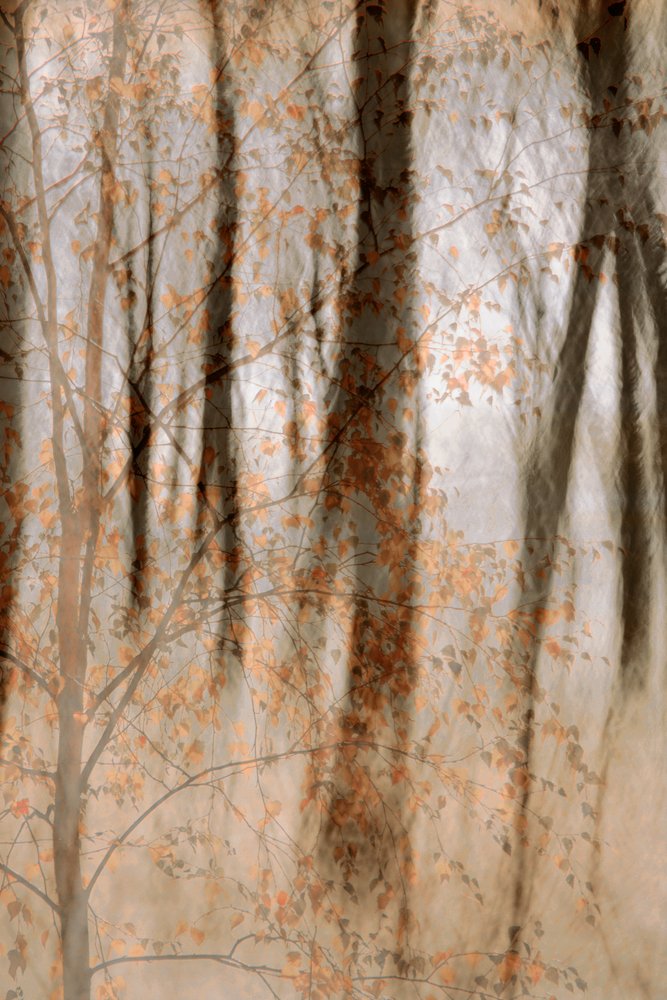 Bosques otoñales apacibles de Christina Sillen
